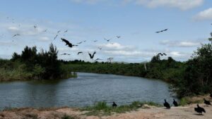 Defensoria Pública oficia IEMA e municípios após morte de peixes no Rio Santa Maria e na Baía de Vitória 